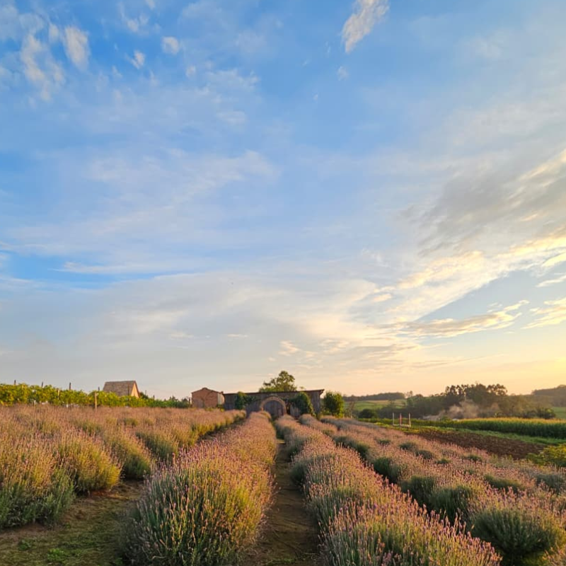 Campo de Lavandas