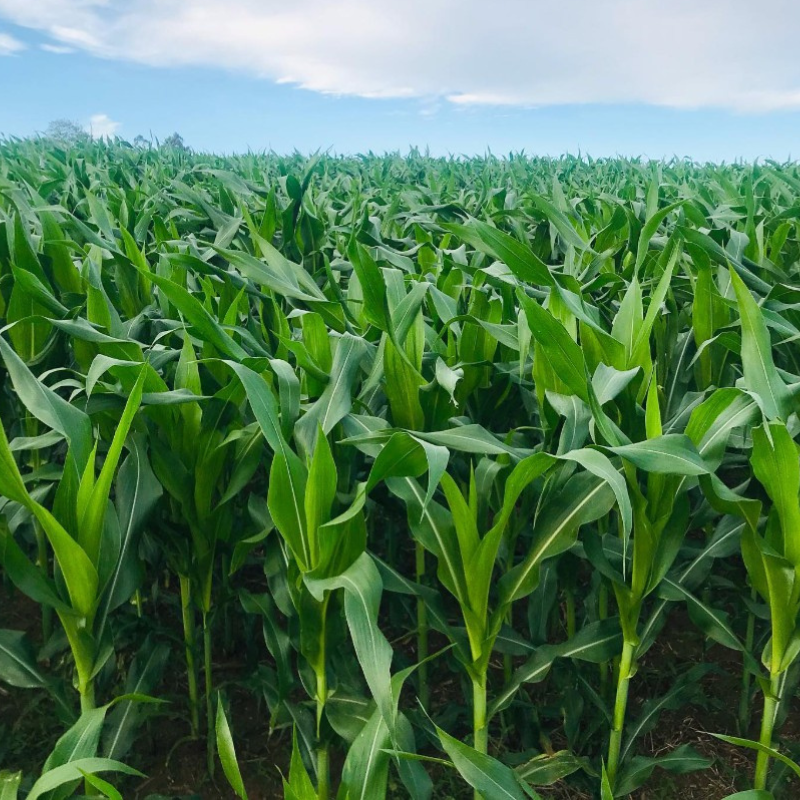 Plantações Tradicionais